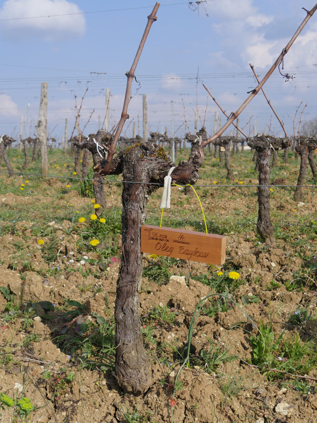 Виноградник на урожай